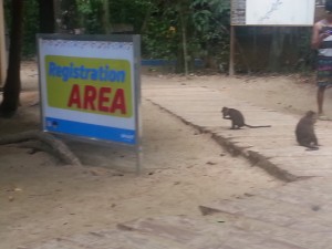 macaque waiting at the reg area