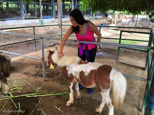 Paradizoo Argentinian horse Tagaytay 