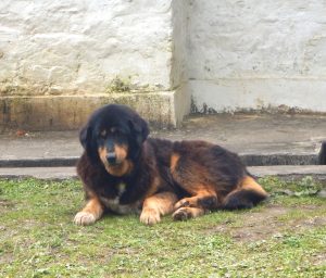 cheri-monastery-dog